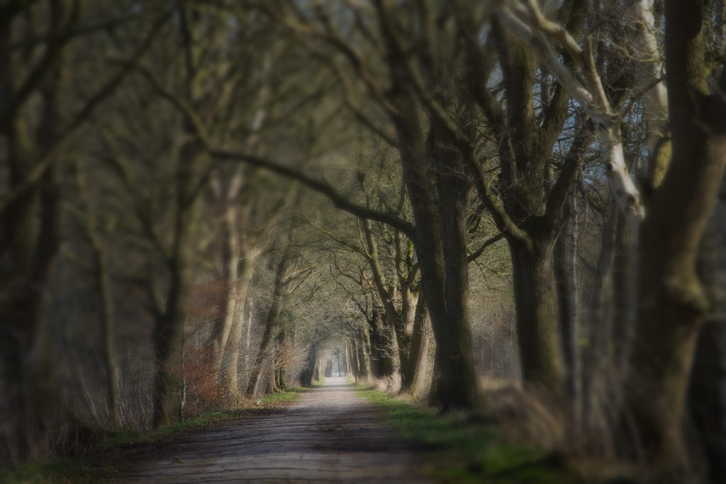 Waldweg mit alten Bäumen in weichem Licht – atmosphärische Landschaft Fotografie mit Tiefenwirkung.