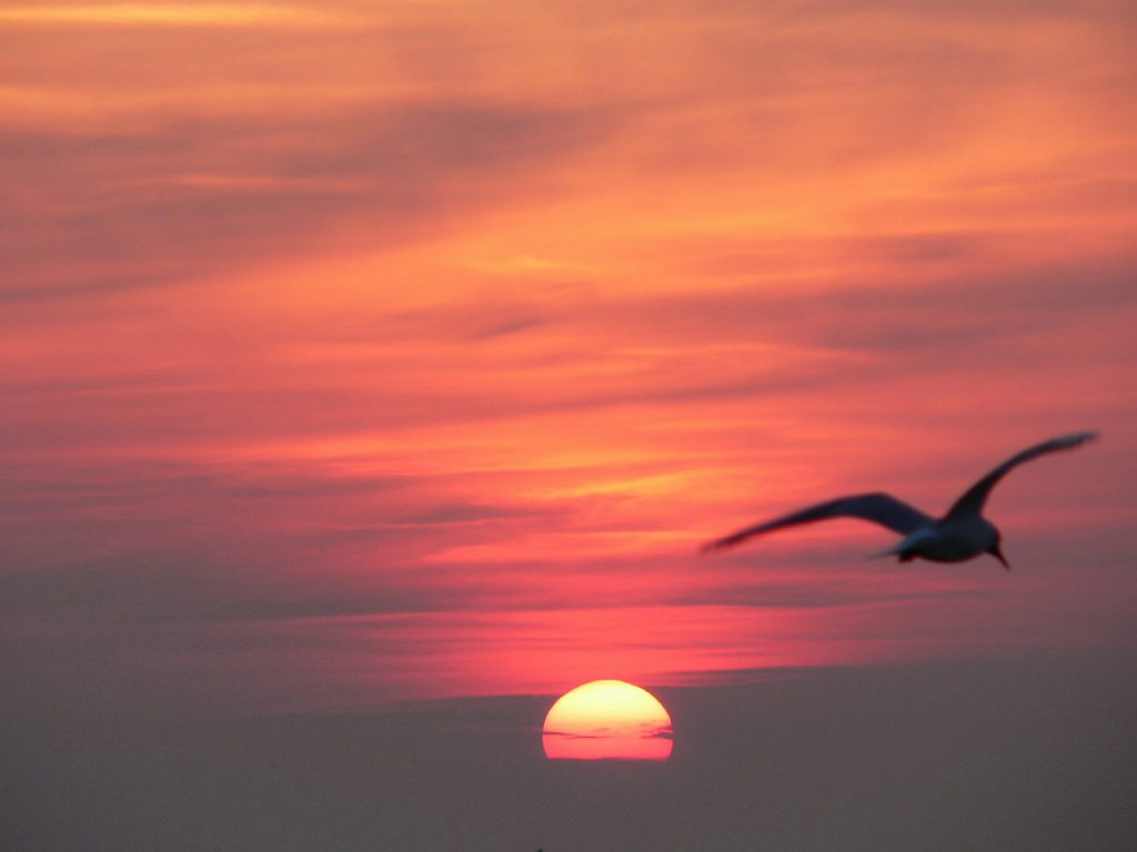 Möwe fliegt vor Sonnenuntergang über das Meer – stimmungsvolle Landschaftsfotografie mit warmen Abendfarben.