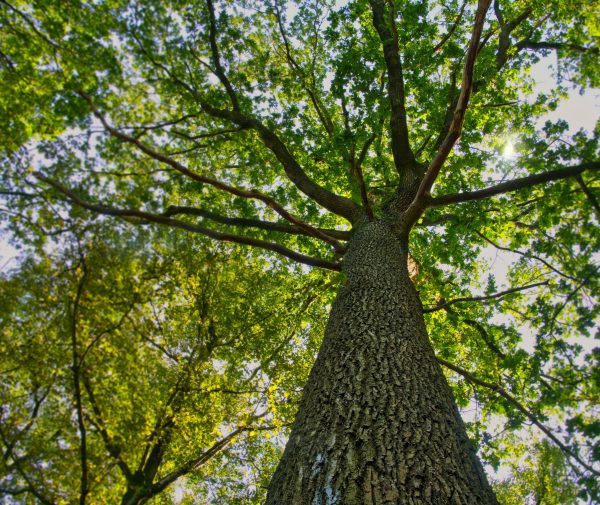 Fotografie eines großen Baumes aus der Froschperspektive mit Sonnenlicht und grünem Blätterdach.