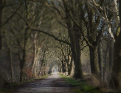 Waldweg mit alten Bäumen in weichem Licht – atmosphärische Landschaft Fotografie mit Tiefenwirkung.